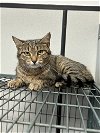 adoptable Cat in sanford, FL named Sylvie *Bonded with Aria*