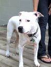 Kato the Trained Bulldog
