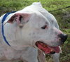 Kato the Trained Bulldog