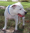 Kato the Trained Bulldog