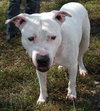 Kato the Trained Bulldog