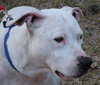 Kato the Trained Bulldog