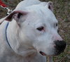 Kato the Trained Bulldog