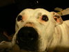 Kato the Trained Bulldog