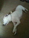 Kato the Trained Bulldog