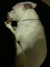 Kato the Trained Bulldog