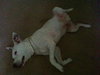 Kato the Trained Bulldog