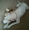 Kato the Trained Bulldog