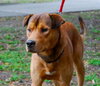 Ozzie the Shepherd
