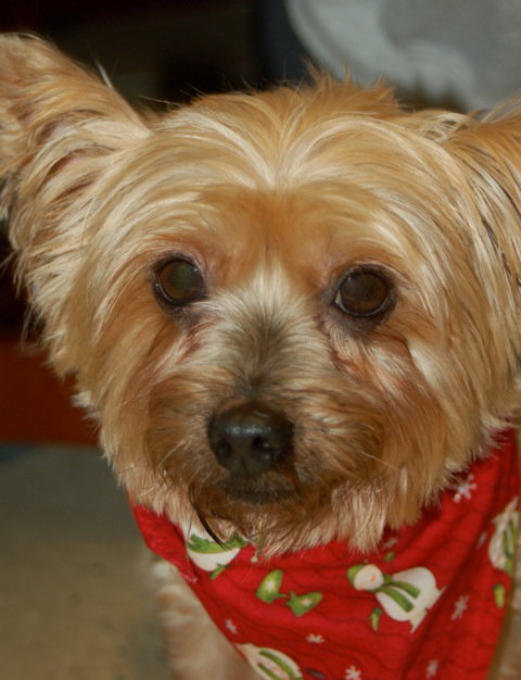 Aurora the Yorkie Puppy