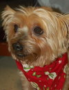 Aurora the Yorkie Puppy