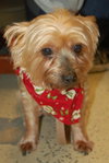Aurora the Yorkie Puppy