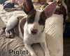 Piglet
