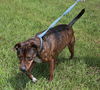 Blossom (Meeka) the Brindle Lab