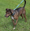 Blossom (Meeka) the Brindle Lab