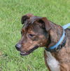 Blossom (Meeka) the Brindle Lab
