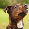 Blossom (Meeka) the Brindle Lab