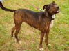 Blossom (Meeka) the Brindle Lab