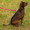 Blossom (Meeka) the Brindle Lab