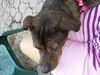 Blossom (Meeka) the Brindle Lab
