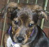 Blossom (Meeka) the Brindle Lab