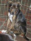 Blossom (Meeka) the Brindle Lab