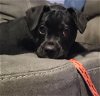 adoptable Dog in sanford, FL named Aiken *FH