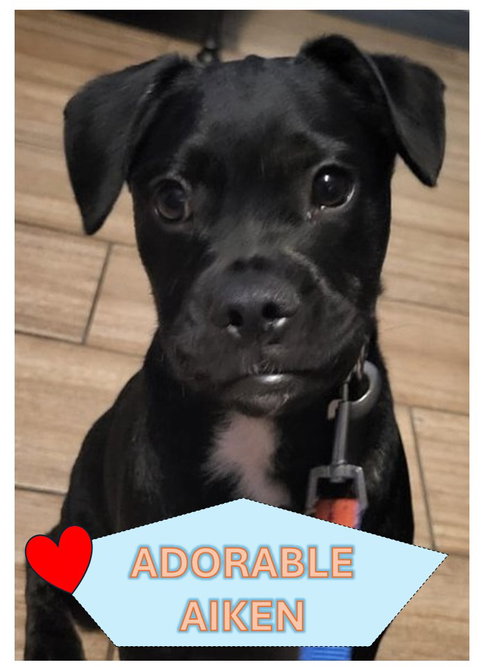 Aiken the puppy