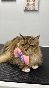 adoptable Cat in sanford, FL named Lulu *Declawed* bonded with Myla *FH