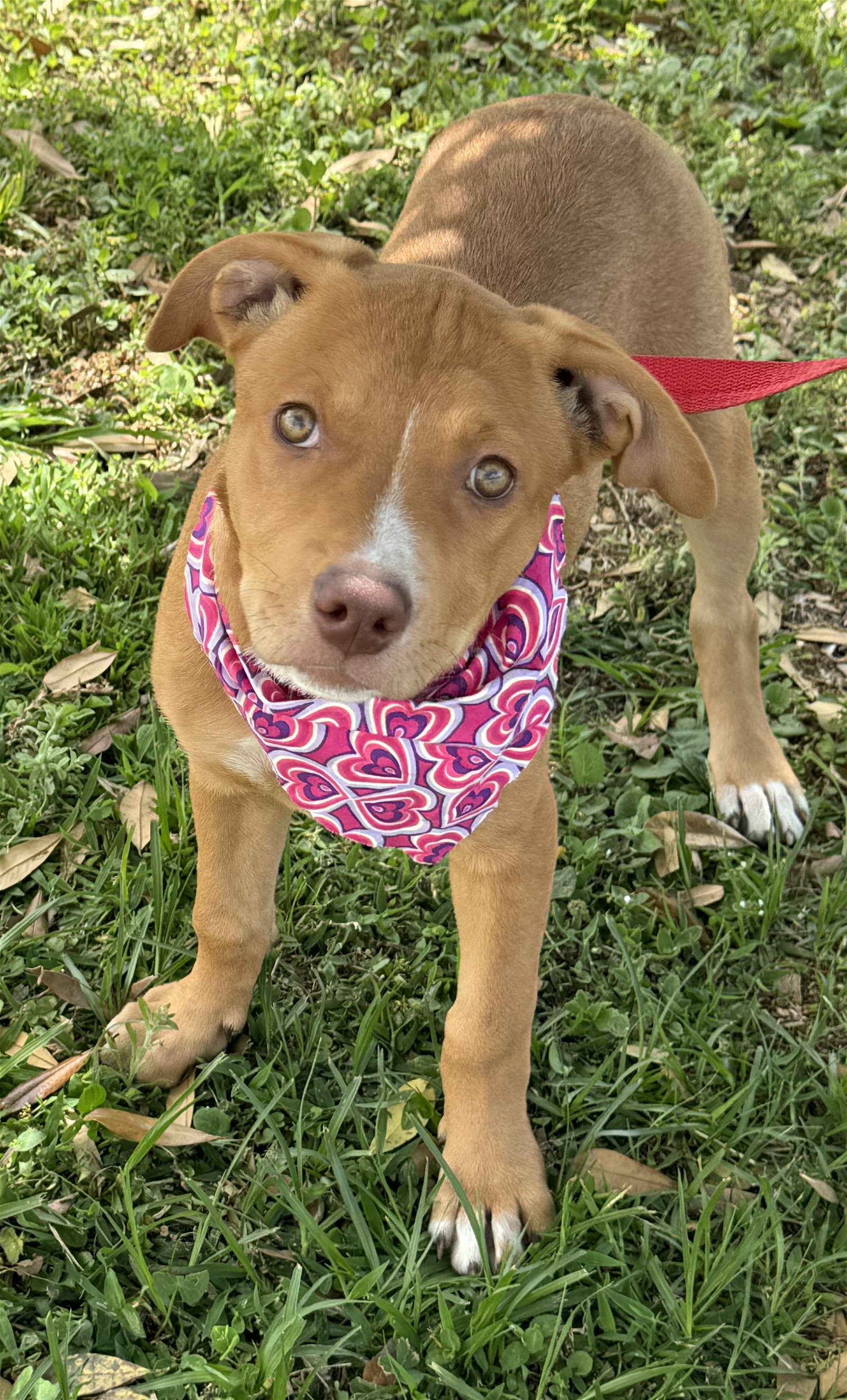 adoptable Dog in Sanford, FL named Lia *FH*