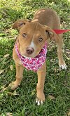 adoptable Dog in sanford, FL named Lia *FH*