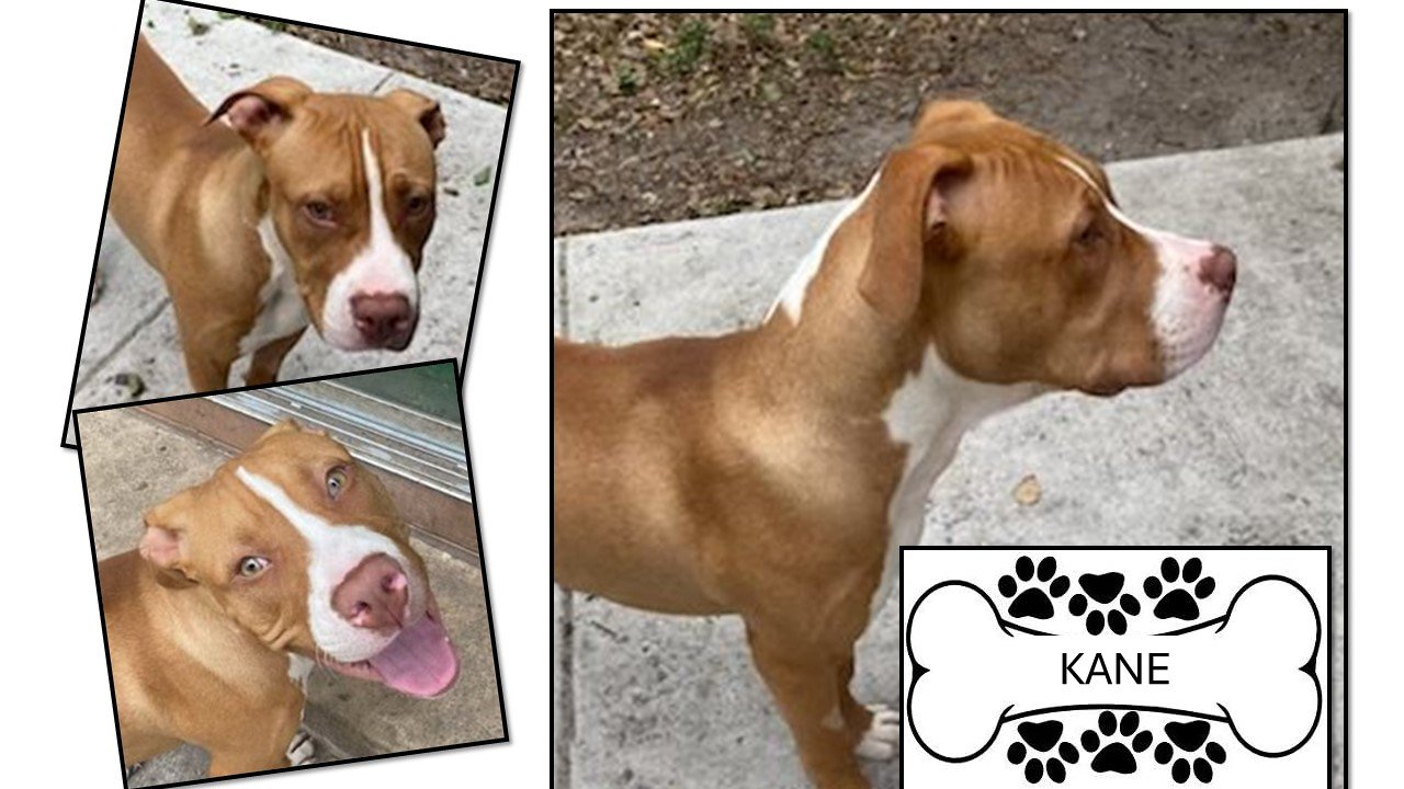 adoptable Dog in Sanford, FL named Kane *FH