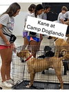 Kane - DOGLANDO