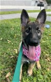 adoptable Dog in sanford, FL named Pecan
