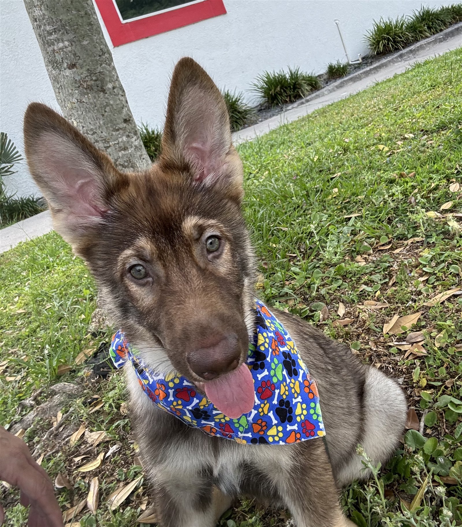 adoptable Dog in Sanford, FL named Waffles
