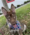 adoptable Dog in sanford, FL named Waffles
