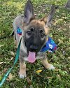 adoptable Dog in sanford, FL named London