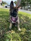 adoptable Dog in sanford, FL named Kovu