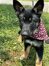 adoptable Dog in sanford, FL named Beacon