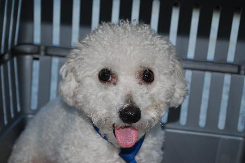 Maddie the Bishon Frise