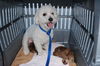 Maddie the Bishon Frise