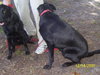 Bonnie the Black Lab