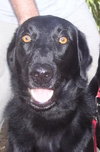 Bonnie the Black Lab