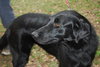 Bonnie the Black Lab