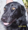 Annie the Black Lab