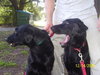 Annie the Black Lab