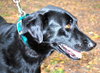 Annie the Black Lab