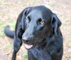 Annie the Black Lab