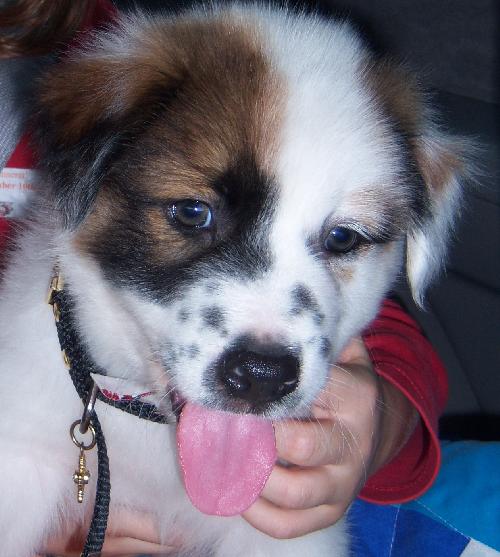 Grover the St. Bernard Puppy