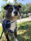 adoptable Dog in sanford, FL named Oreo *BONDED* with Sparky